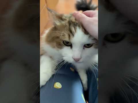 猫の動画サムネイル - もしも、ぬいぐるみが登ってきたら