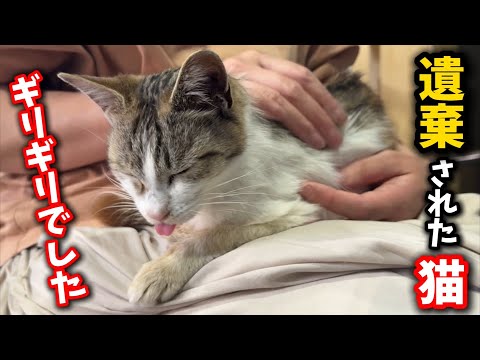 猫の動画サムネイル - 子猫6匹を殺された母猫の現在の体調について