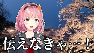 【弘前さくらまつり開催中】まだ桜が見られる！大型連休は青森・弘前へ！