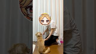愛犬と戯れる人間 #チワックス #犬のいる暮らし