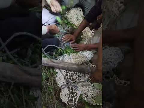 #bajrangbali #danger shorts 🐊 pakda Gaya crocodile #😱