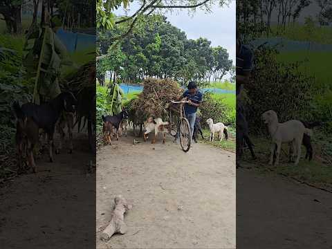 Farmer Brings Food for EAGER Goats! (Farm Life ASMR) #shorts #farmer