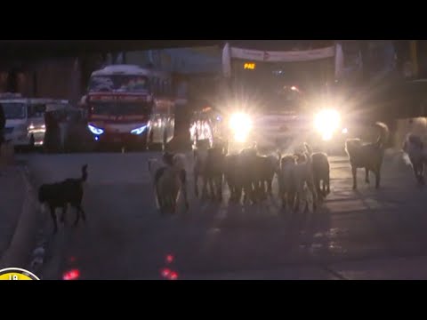 Manada de perros circula por la Ceja de El Alto