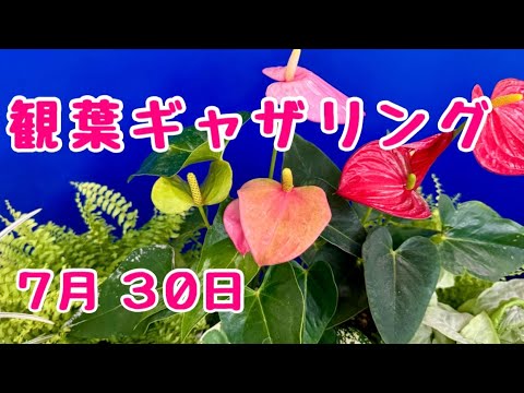 #観葉植物 #寄せ植え　夏の玄関に　2025年7月30日
