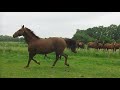 Dressuurpaard GELDERSE KAMPIOENE VOOR DE TOEKOMST EN PROK GEKEURD: ROSA-AMANDA