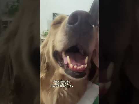 就会拿捏我#我和我的狗 #狗狗心思都写在脸上了 #拿捏 #狗东西 #臭狗