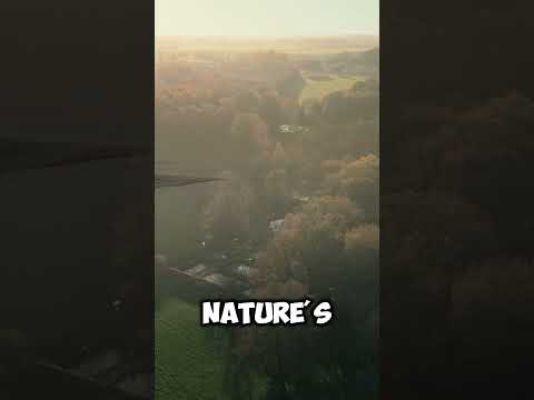 Is the pet aquamation process respectful and gentle? #shorts #pets #petaftercare #aquamation #gentle