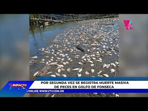 Desaparición masiva de peces en Golfo de Fonseca