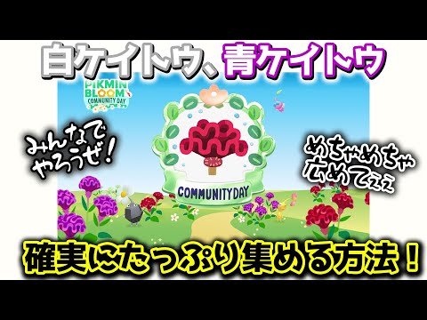 【ピクミンブルーム】白ケイトウ、青ケイトウを確実にたっぷり集める方法！【Pikmin Bloom】