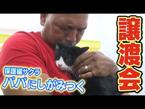 必死にパパにしがみついてくる保護猫サクラを初の譲渡会へ!【サンシャイン池崎一門のラミレスおじさん】
