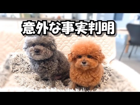犬の通訳士に愛犬の本心を聞いたら意外な事が分かりました(泣)
