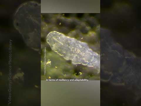 At least one creature could survive an apocalypse 😎 #Tardigrades #NationalGeographic