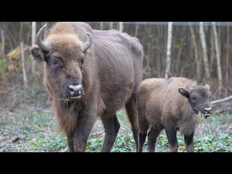 Bringing Back the Bison | 24 Hours With | BBC Earth