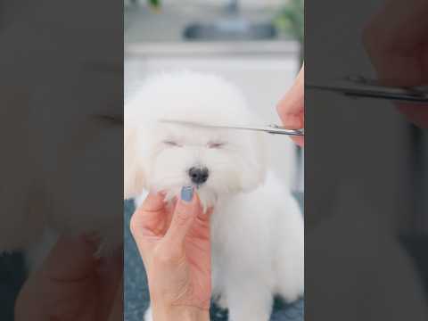 How to Make a Lop-Eared Bunny Style! / 可愛すぎる垂れ耳うさぎに変身！ #トリミング #asmr #puppy #grooming #dogshorts