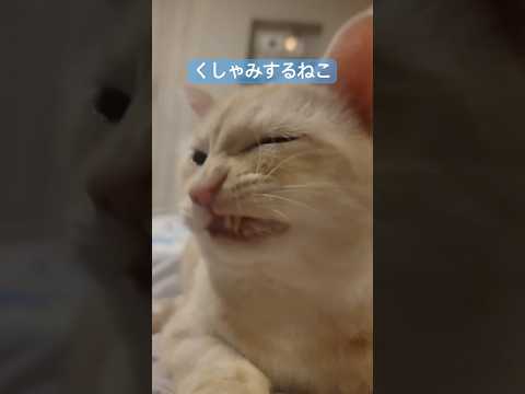 くしゃみする猫🐈#猫 #猫のいる暮らし #猫動画