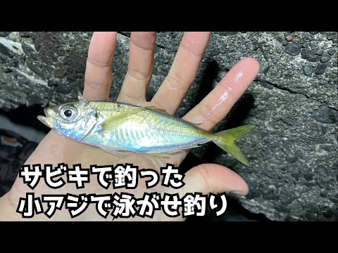 サビキで釣った小アジで泳がせ釣り