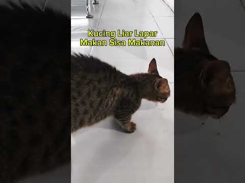 kucing meong lapar #cat #kucing