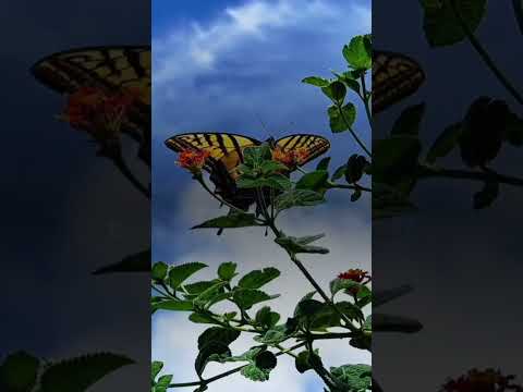 البنات اجمل مخلوقات الارض 🦋♥👑