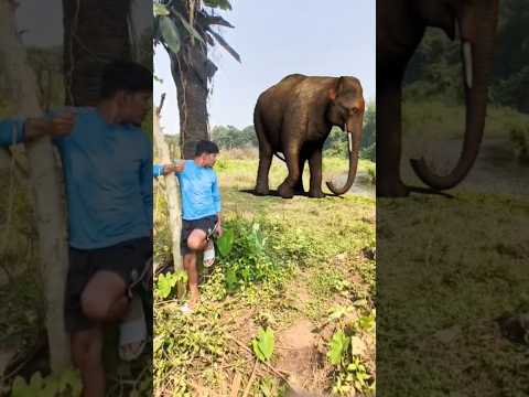 elephant attack 🐘 #shorts #video #viral #trending #whatsappstatus #shortvideo