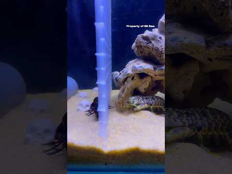 What Are They Doing? #mantisshrimp #udangmantis