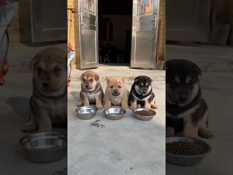 <strong>Haha</strong>! #funny #comedy #funnyvideo