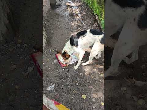 bezubaan ki jaan  😢😔 #dog #jaan #petshub #dogshorts #shorts #ytshorts