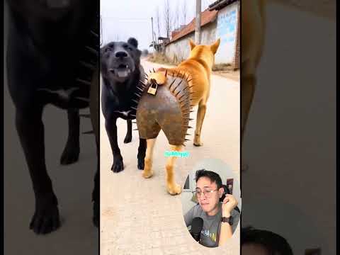 Así evitarás que tu perro no tenga perritos #shorts