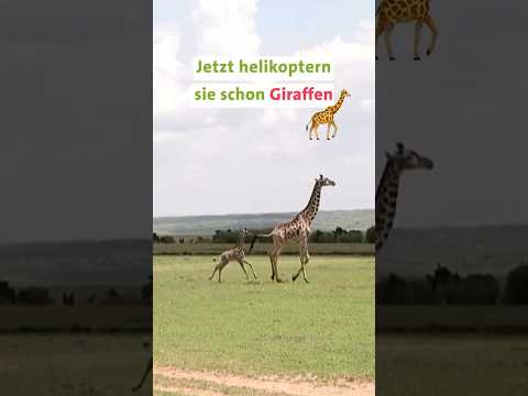 Giraffen: