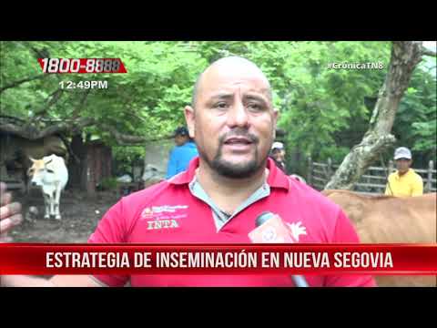 INTA impulsa el mejoramiento genético del hato ganadero en Nueva Segovia - Nicaragua