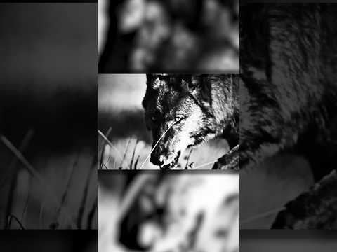 New Trump ad claims attack by ‘rabid wolves’ as prosecutors weigh a possible indictment