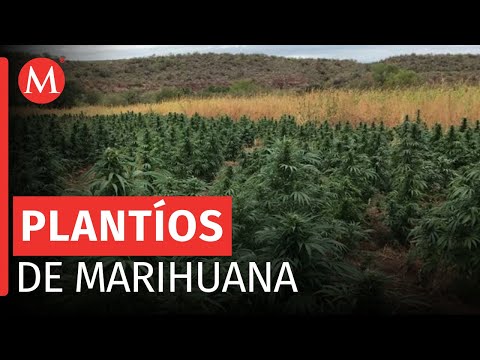 La Semar destruye plantíos de marihuana y amapola en Sinaloa