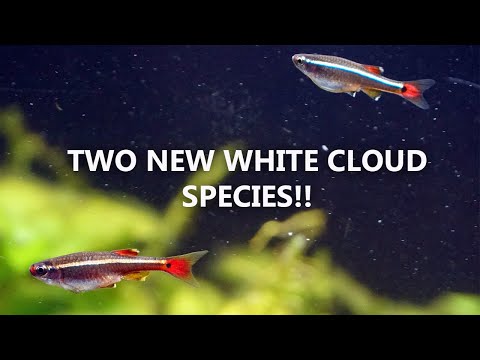 I NEED to get these! Today I give a couple quick updates and share that two new species of White Cloud minnows have been 