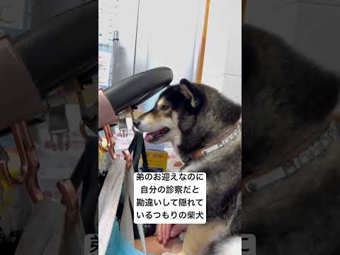 柴犬の魅力あふれるかわいい動画特集 サムネイル