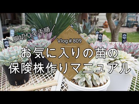 【Vlog809】【多肉植物】お気に入りの苗の保険株作りマニュアル【胴切り全手順】