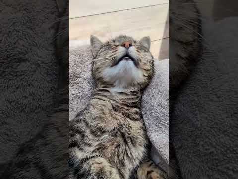 🌙 "Silence sleeps… except for one fuzzy snore. " #cat #mèo #tattoo #tomvsjerry