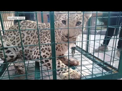 Local man helps a rare Persian leopard in crisis