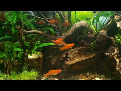 Cottage cheese for aquarium fish swordtails . Feeding small fish new food