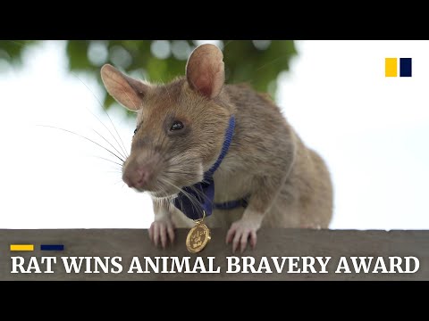 Rat wins gold medal for detecting landmines in Cambodia