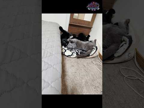 ※心霊写真※猫の瞳に写るモノ #ナナフシギ #心霊写真 #猫 #浮遊霊