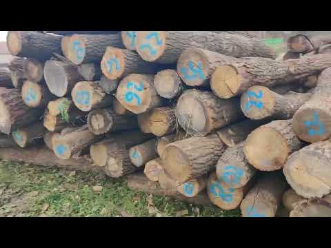 2025. 11. 08. Bánhorváti szociális tűzifa darabolás .