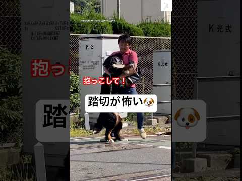 抱っこして‼️踏切が怖い大型犬😂　#バーニーズマウンテンドッグ #大型犬　#犬　#かわいい犬 #踏切 サムネイル