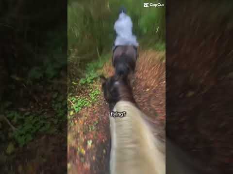 Practically flying #horse #equestrianjourney #horseenthusiast #equestrian #pony
