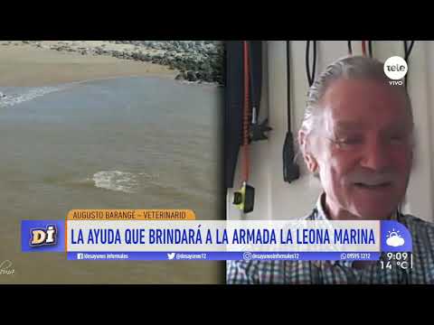 La costa uruguaya cuenta con la primera leona marina rescatista