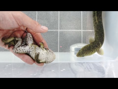 ウナギにウシガエルあげてみた