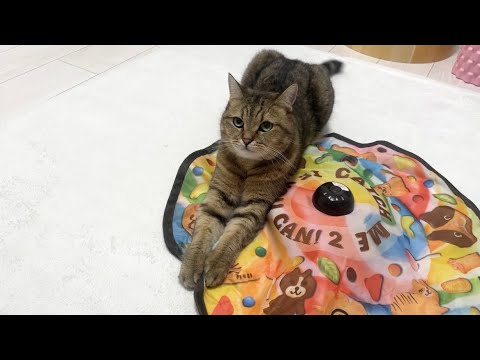 猫の動画サムネイル - 自動で遊べるおもちゃを買ってあげたら購入者が大満足の結果になった。