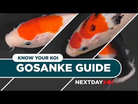 Gosanke Koi Fish_ Kohaku, Sanke, Showa | Know Your Have you ever wondered about the difference between Kohaku, Sanke, and Showa? We discuss The Big Thr