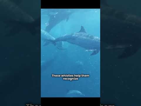 Did you know dolphins actually have names for each other? 🐬🔊