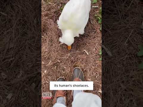 Pet Duck Wants to Eat Shoelaces #shorts