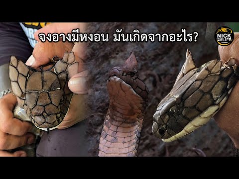 Nick Wildlife ลุยดิบEP.120จงอางมีหงอนมันเกิดจากอะไร