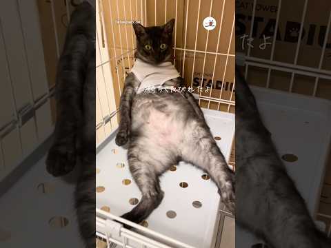 反省しないPECOの魅力とその自然な態度を紹介 サムネイル